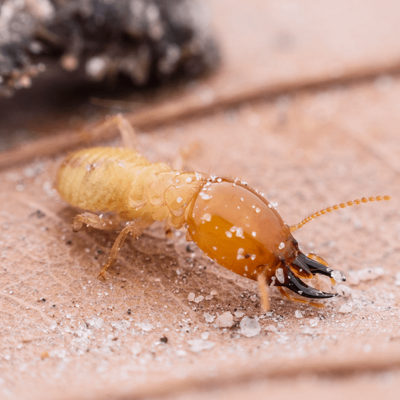 Untitled design damwood termite