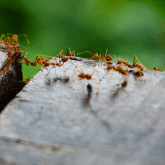 Ant Colony Ant Pest Control Infestation