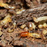 Termites