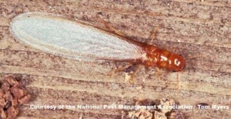 DrywoodTermite-1
