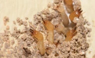 SubterraneanTermite-1