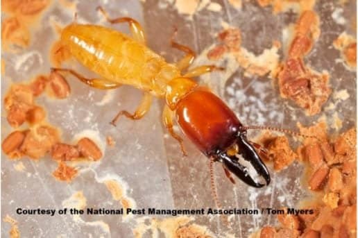 DampwoodTermite-1