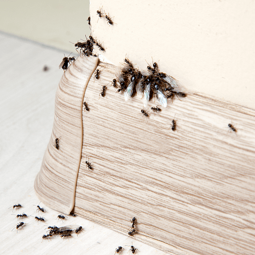 ant control and infestation ant control for infestation