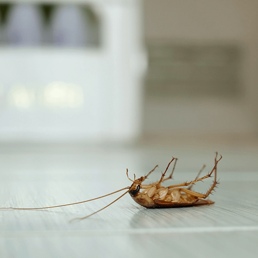 Untitled design Roach Control and Prevention