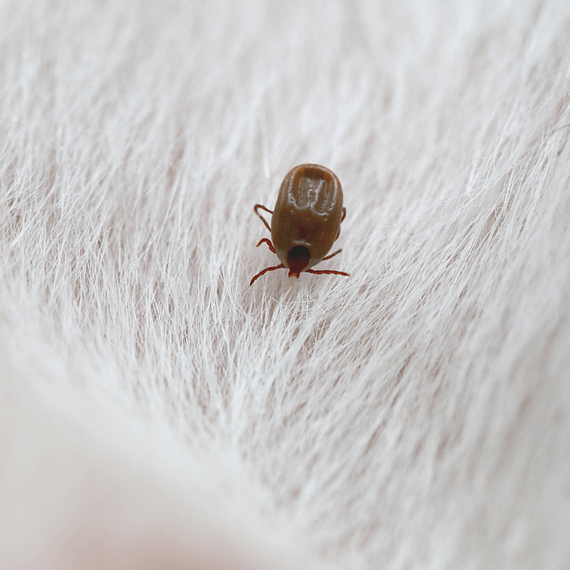 Untitled design (1) Flea and tick prevention