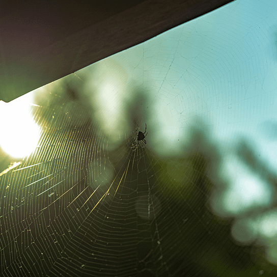 Untitled design (4) Spider control and infestation