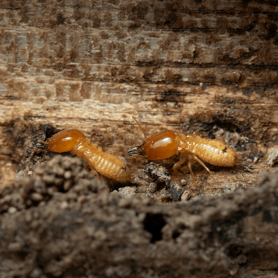 Untitled design (9) formosan termites