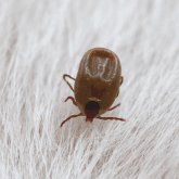 Flea and tick Tick on hair