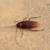 Roach
