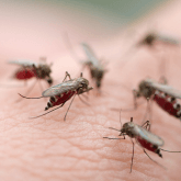 mosquitoes