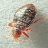 Bed Bug