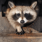 Raccoon