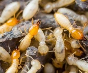 Preventing Termite Infestation