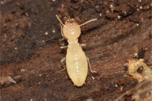 FormosanTermite-1